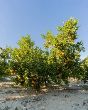 Mandarin trees in El Refugio EcoArt