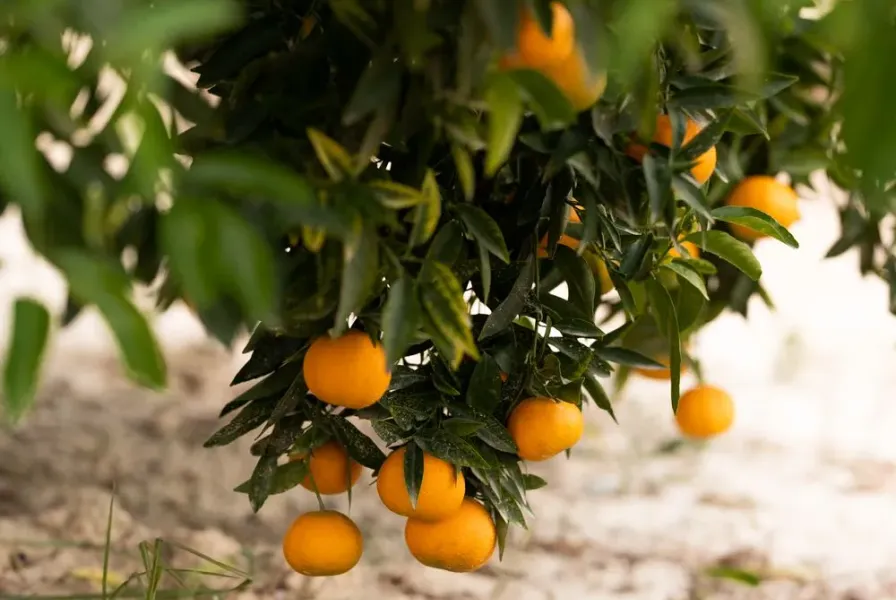 Detail of mandarin trees in El Refugio EcoArt